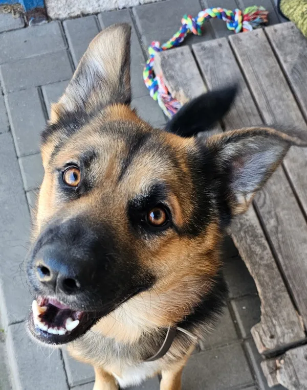 Pies do adopcji, Tychy, 5 sierpnia 2025