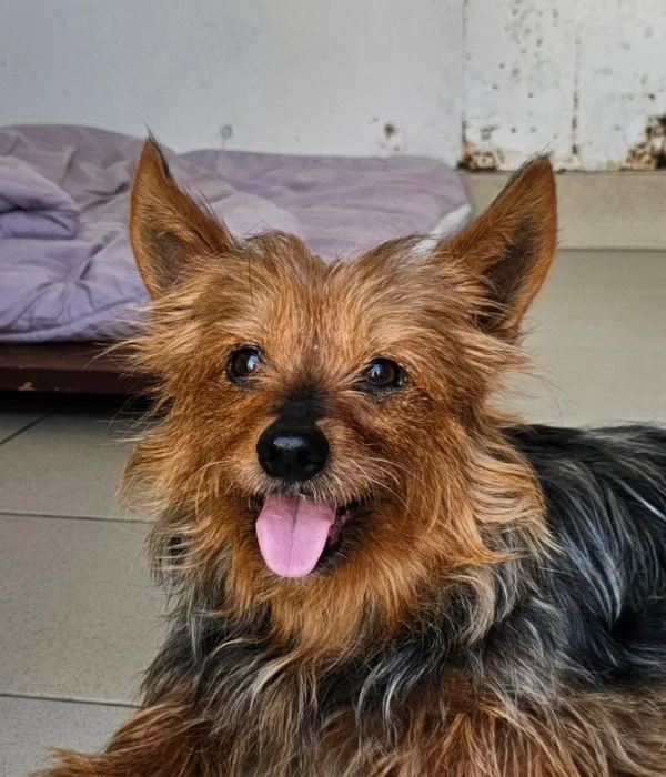 Pies do adopcji, Tychy, 26 lipca 2025