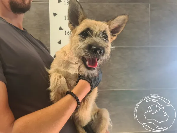 Znaleziono psa, Chełmek, 1 września 2025