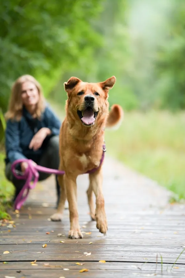 Pies do adopcji, Sosnowiec, 1 września 2025 (1/5)