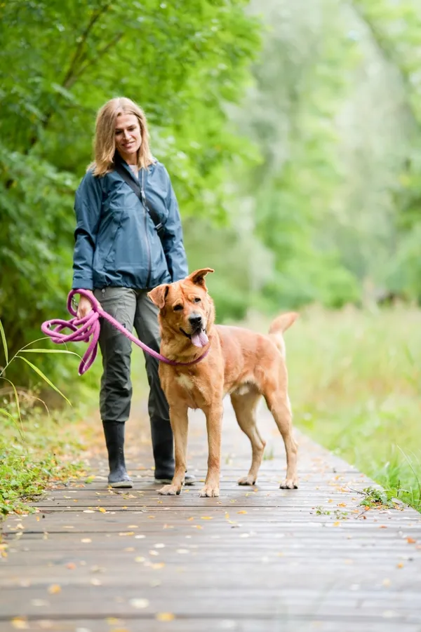 Pies do adopcji, Sosnowiec, 1 września 2025 (5/5)