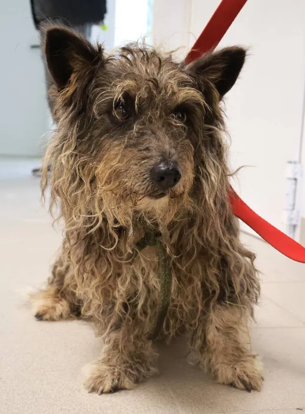 Znaleziono psa, Łódź, 1 września 2025 (4/5)