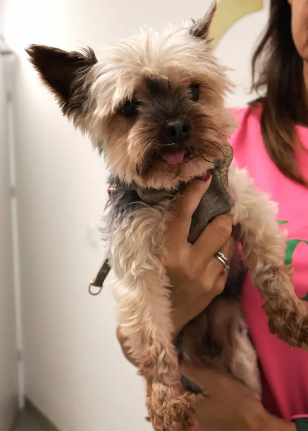 Znaleziono psa, Łódź, 1 września 2025 (2/2)