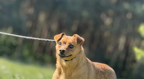 Pies do adopcji, Pieczyska, 1 września 2025 (1/3)