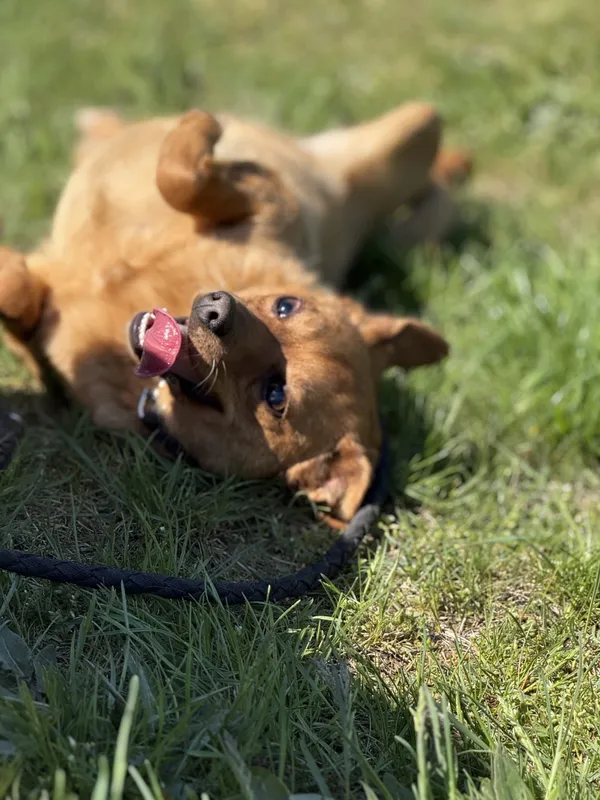 Pies do adopcji, Pieczyska, 1 września 2025 (2/3)