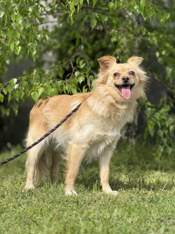 Pies do adopcji, Pieczyska, 1 września 2025 (2/4)