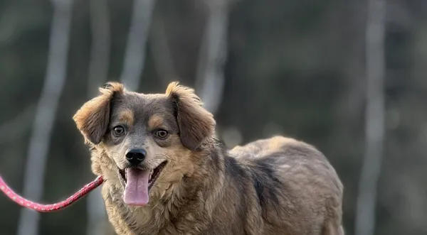 Pies do adopcji, Pieczyska, 1 września 2025 (1/4)