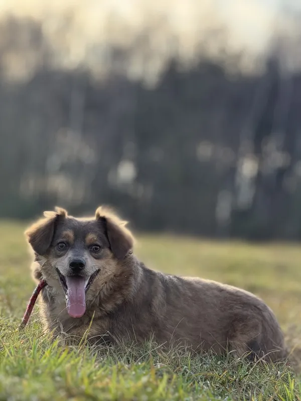 Pies do adopcji, Pieczyska, 1 września 2025 (4/4)