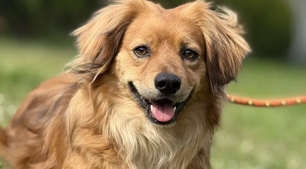 Pies do adopcji, Pieczyska, 1 września 2025 (1/4)