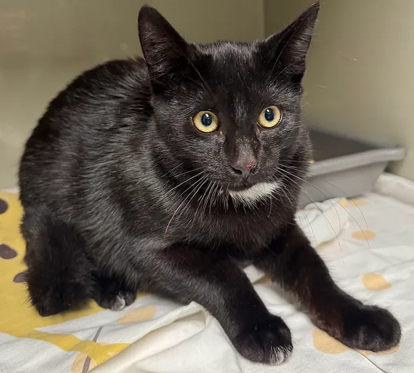 Znaleziono kota, Gdańsk, 1 września 2025