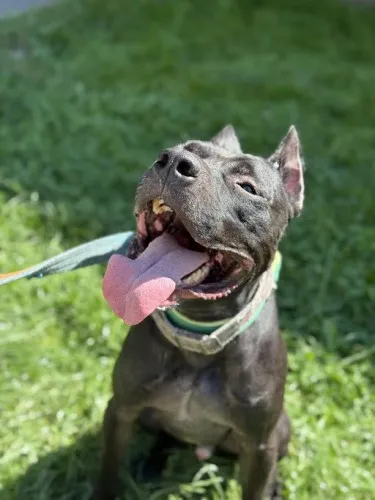 Pies do adopcji, Kraków, 18 sierpnia 2025 (5/5)