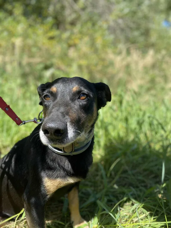 Znaleziono kota, Żywiec, 1 września 2025 (2/5)