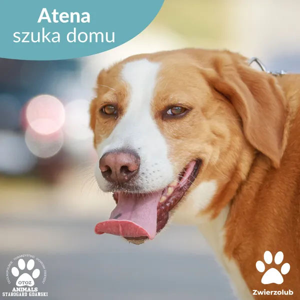 Pies do adopcji, Starogard Gdański, 1 września 2025 (1/4)