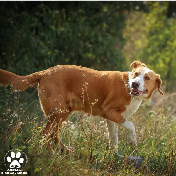 Pies do adopcji, Starogard Gdański, 1 września 2025 (2/4)