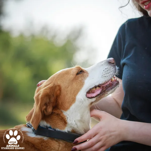 Pies do adopcji, Starogard Gdański, 1 września 2025 (4/4)