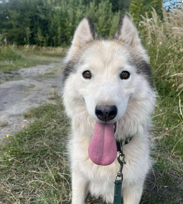 Pies do adopcji, Konin, 12 sierpnia 2025 (1/3)