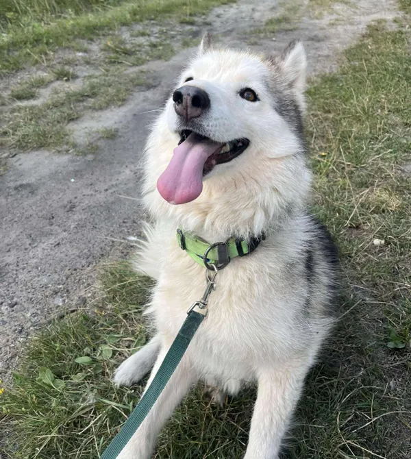 Pies do adopcji, Konin, 12 sierpnia 2025 (2/3)