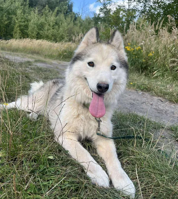 Pies do adopcji, Konin, 12 sierpnia 2025 (3/3)