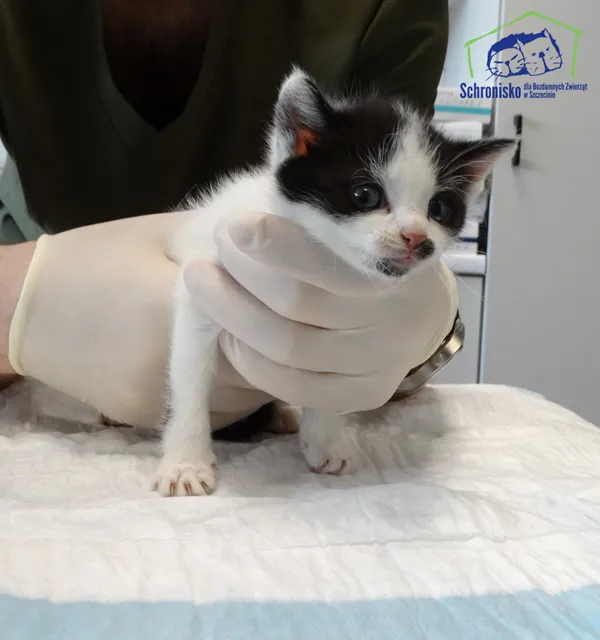 Kot do adopcji, Szczecin, 1 września 2025 (2/2)