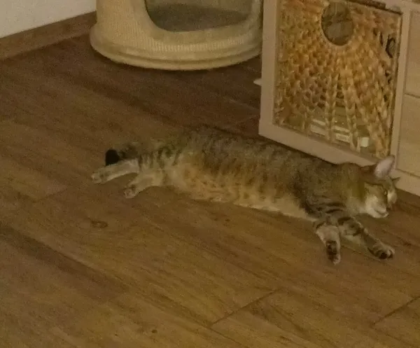 Zaginął kot, Łódź, 1 września 2025