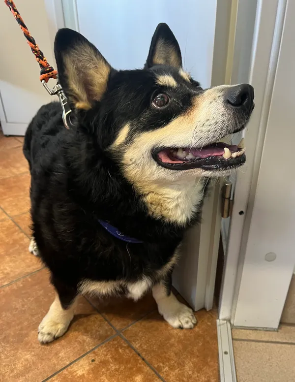 Znaleziono psa, Dobra, 1 września 2025