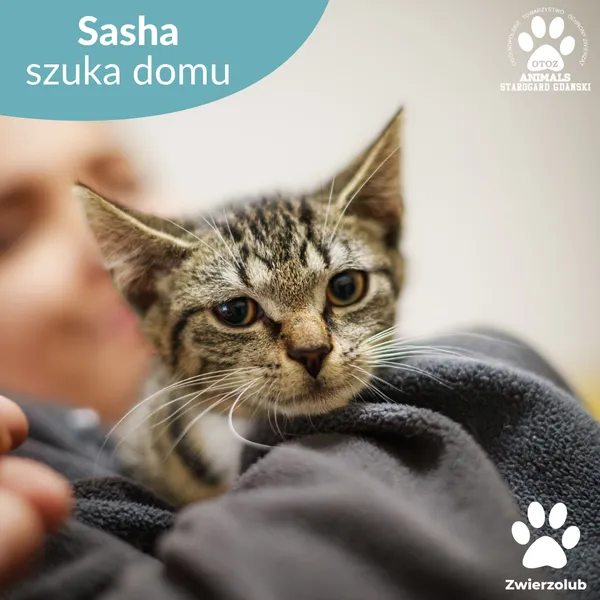 Kot do adopcji, Starogard Gdański, 14 lipca 2025 (1/2)