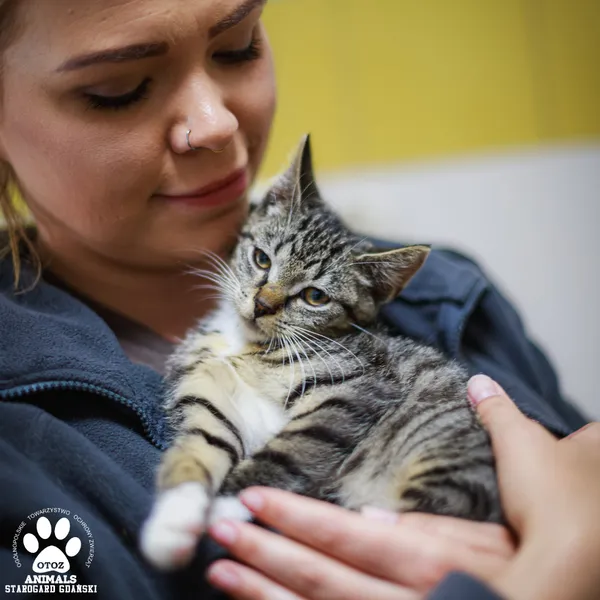 Kot do adopcji, Starogard Gdański, 14 lipca 2025 (2/2)
