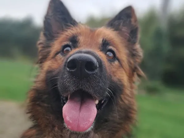 Znaleziono psa, Tatary, 1 września 2025 (3/4)