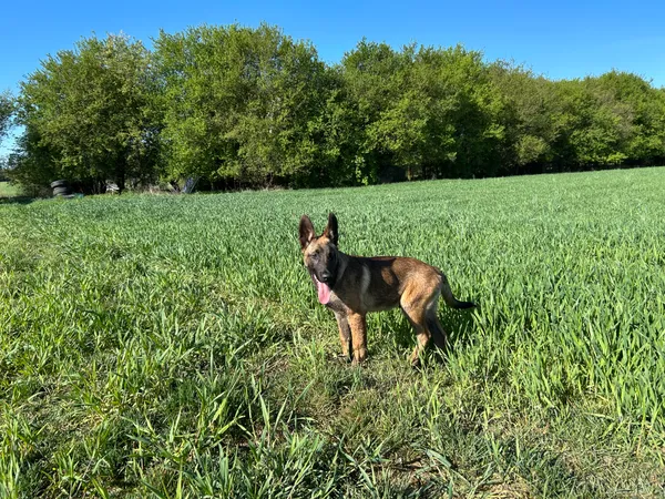 Zaginął pies, Barycz, 2 września 2025 (3/3)