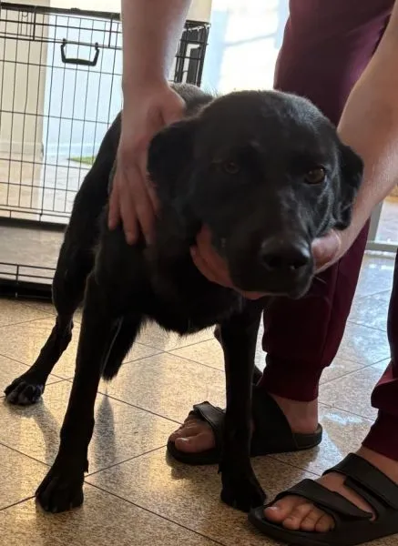 Znaleziono psa, Radom, 1 września 2025