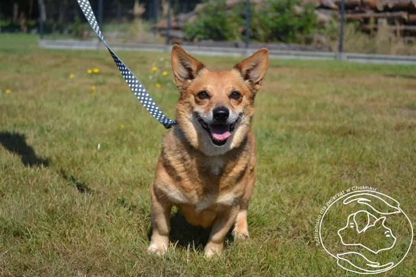 Pies do adopcji, Chełmek, 9 sierpnia 2025