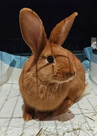 Znaleziono zwierzę, Siedlce, 24 sierpnia 2025