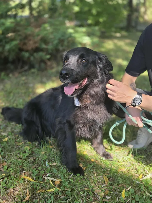 Pies do adopcji, Jelenia Góra, 10 lipca 2025 (4/5)