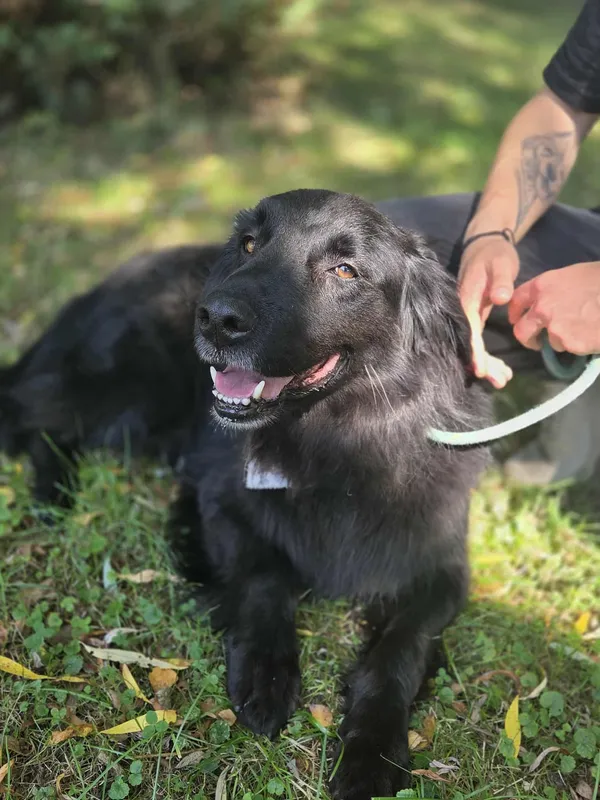 Pies do adopcji, Jelenia Góra, 10 lipca 2025 (5/5)