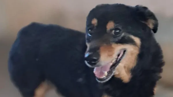 Pies do adopcji, Tatary, 12 marca 2020 (1/3)