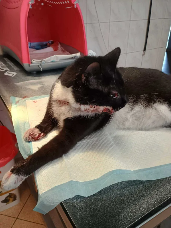 Kot do adopcji, Włocławek, 2 września 2025