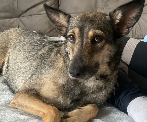 Pies do adopcji, Głowno, 2 września 2025 (1/4)