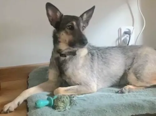 Pies do adopcji, Głowno, 2 września 2025 (2/4)