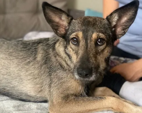 Pies do adopcji, Głowno, 2 września 2025 (4/4)