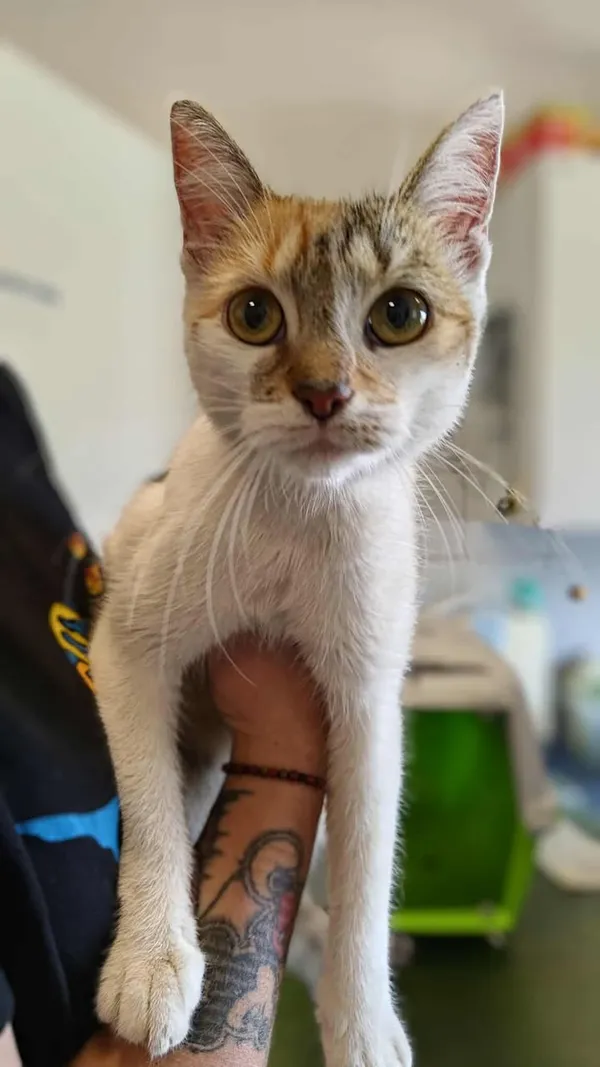 Znaleziono kota, Lublin, 1 września 2025