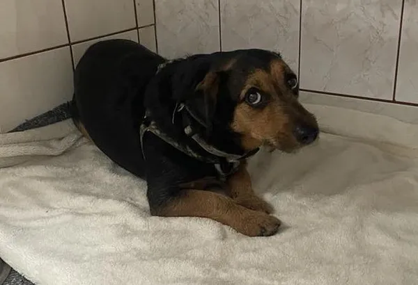 Znaleziono psa, Toruń, 30 sierpnia 2025