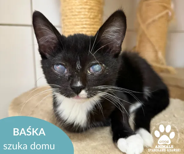 Kot do adopcji, Starogard Gdański, 2 września 2025