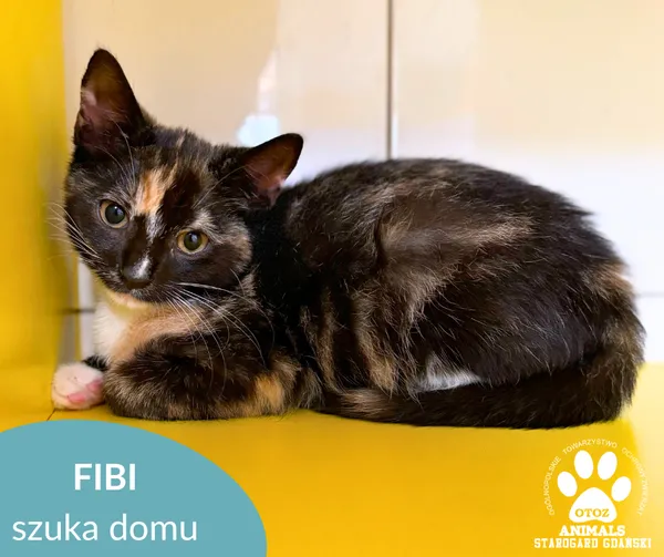 Kot do adopcji, Starogard Gdański, 2 września 2025