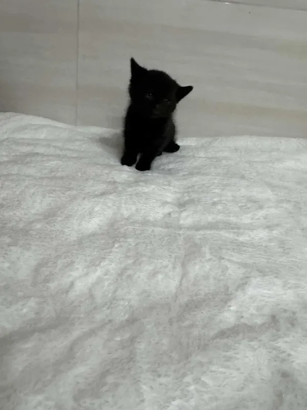 Znaleziono kota, Czartki, 2 września 2025