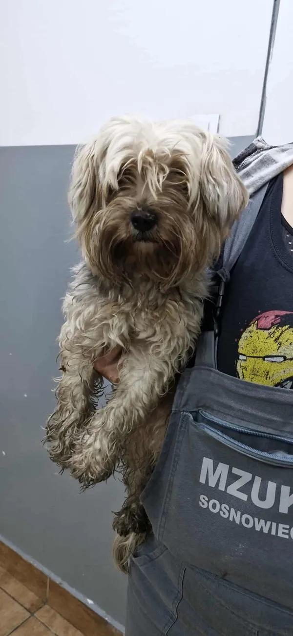 Znaleziono psa, Sosnowiec, 2 września 2025