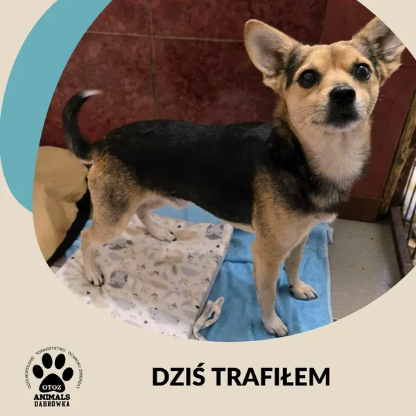 Znaleziono psa, Dąbrówka, 30 sierpnia 2025
