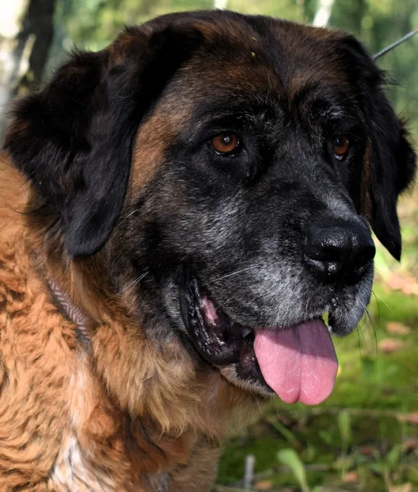 Znaleziono psa, Pieckowo, 29 sierpnia 2025 (2/5)