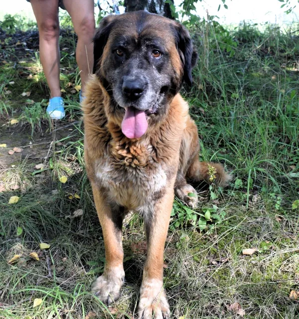 Znaleziono psa, Pieckowo, 29 sierpnia 2025 (3/5)