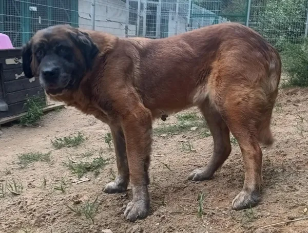 Znaleziono psa, Pieckowo, 29 sierpnia 2025 (4/5)