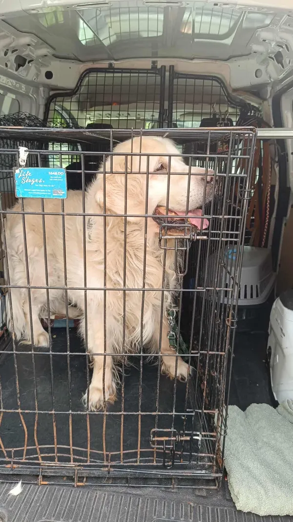 Znaleziono psa, Sosnowiec, 27 sierpnia 2025